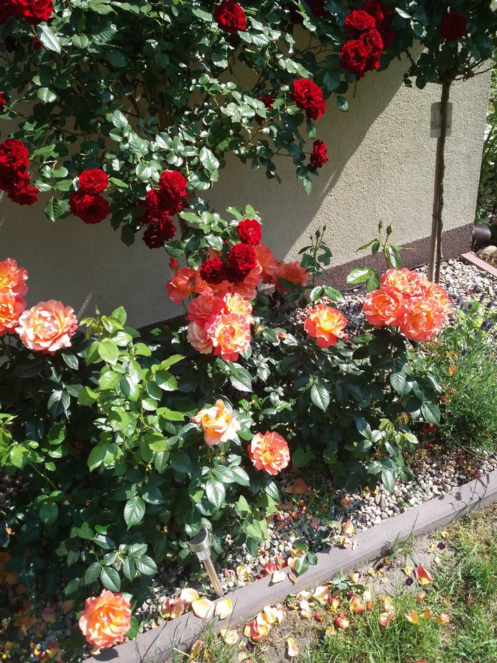 20190608_095914.jpg - koocio