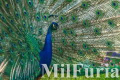 30 lipca ... jedna z bardzo ważnych dat w życiu MilFurii