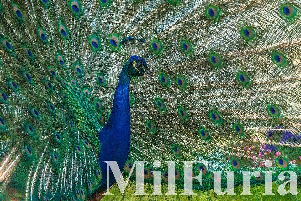 30 lipca ... jedna z bardzo ważnych dat w życiu MilFurii - milFuria