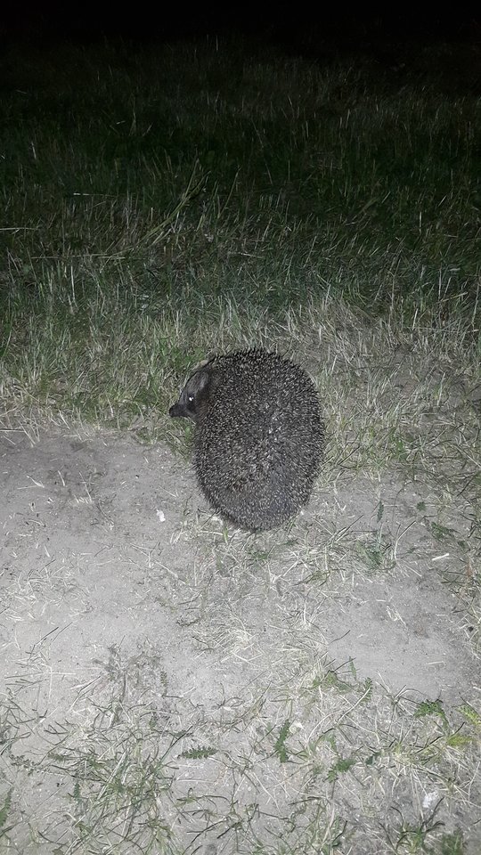 20190611_231706.jpg - reporter13