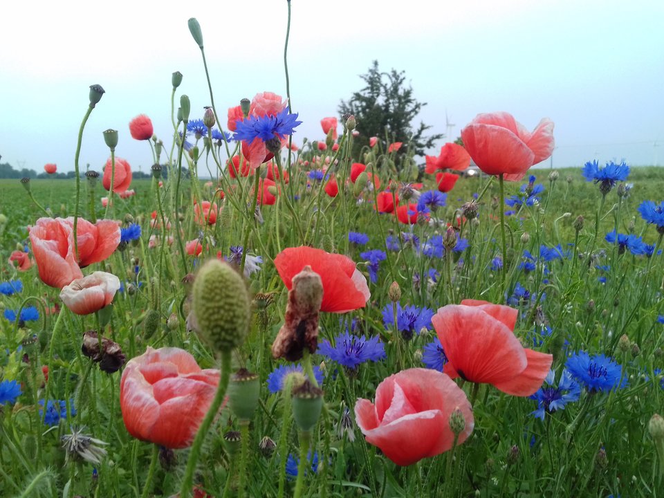 20190612_195538.jpg - torii99