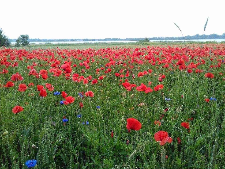 20190612_193701.jpg - torii99