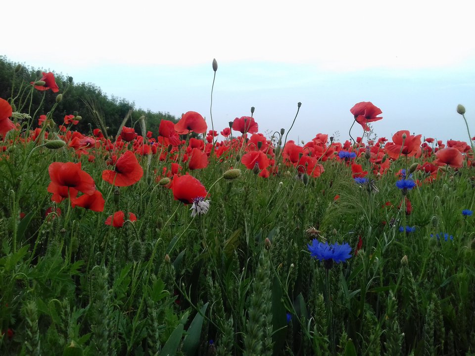 20190612_193713.jpg - torii99