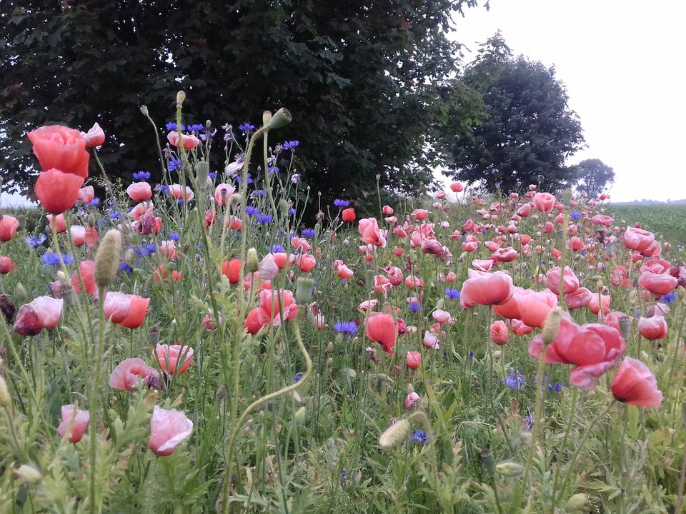 20190612_195510.jpg - torii99