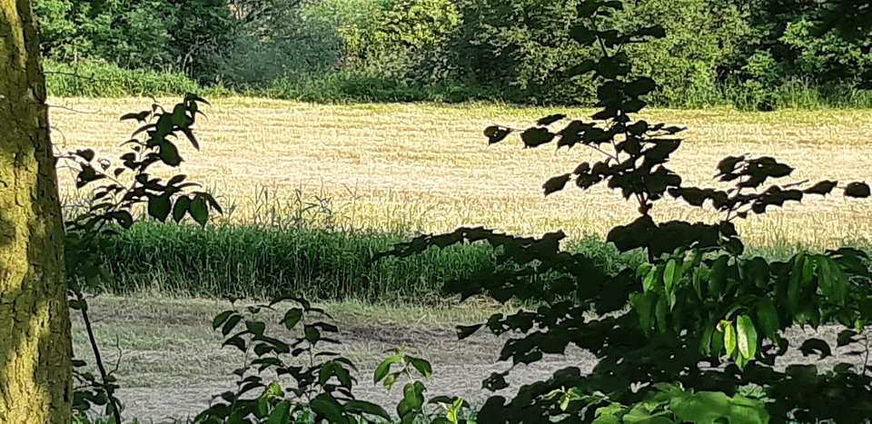 20190614_183844.jpg - mlody1277