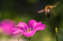 Iiiiiii.... poleciała