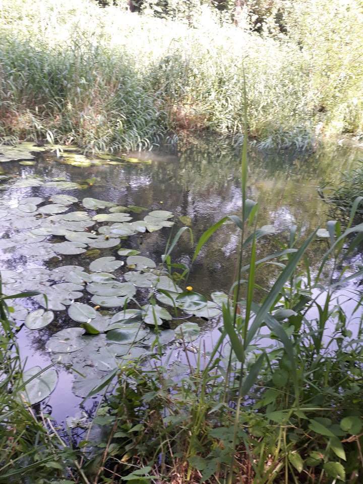 20190615_162603.jpg - Floria333