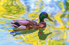 Dobra kaczka nie jest zła ;)