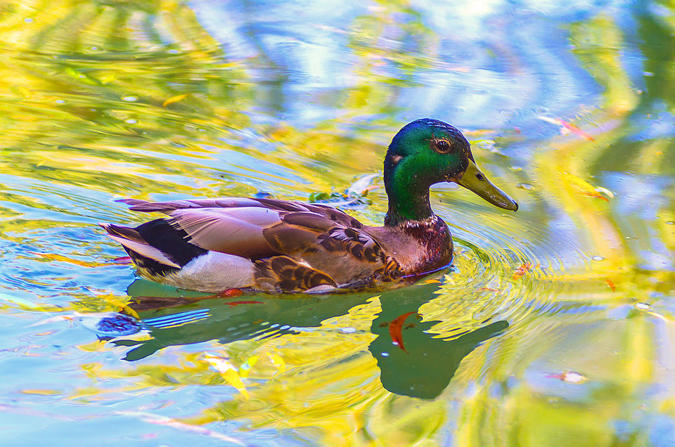 Dobra kaczka nie jest zła ;) - mystic