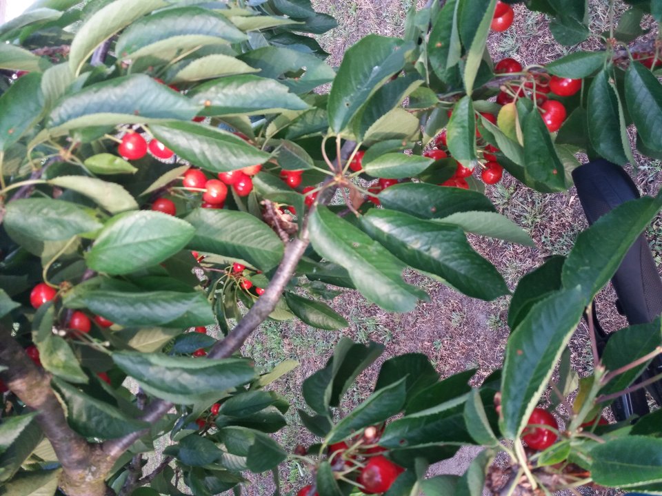 20190616_192957.jpg - Szef299