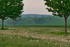 symetrycznie i wiosennie