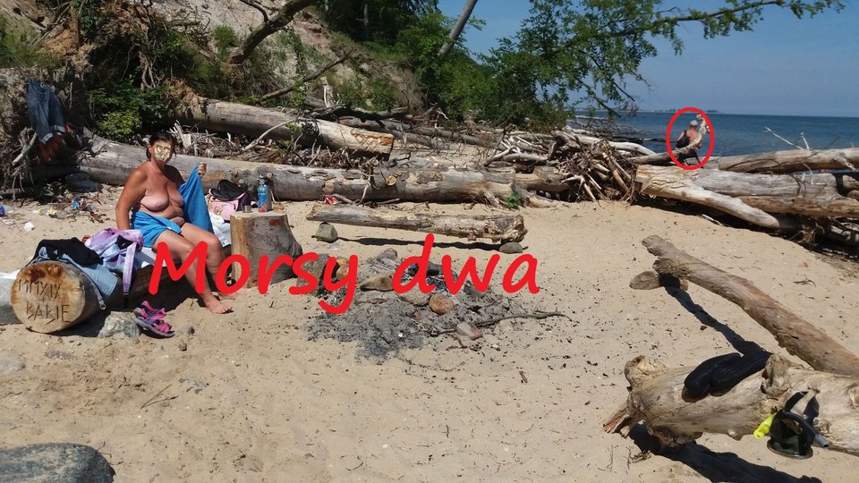 Nad morzem i ................ - Morsy_dwa