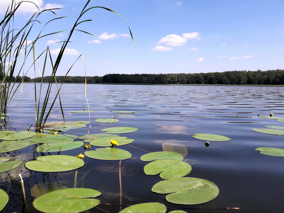 20190614_140018.jpg - Alien65