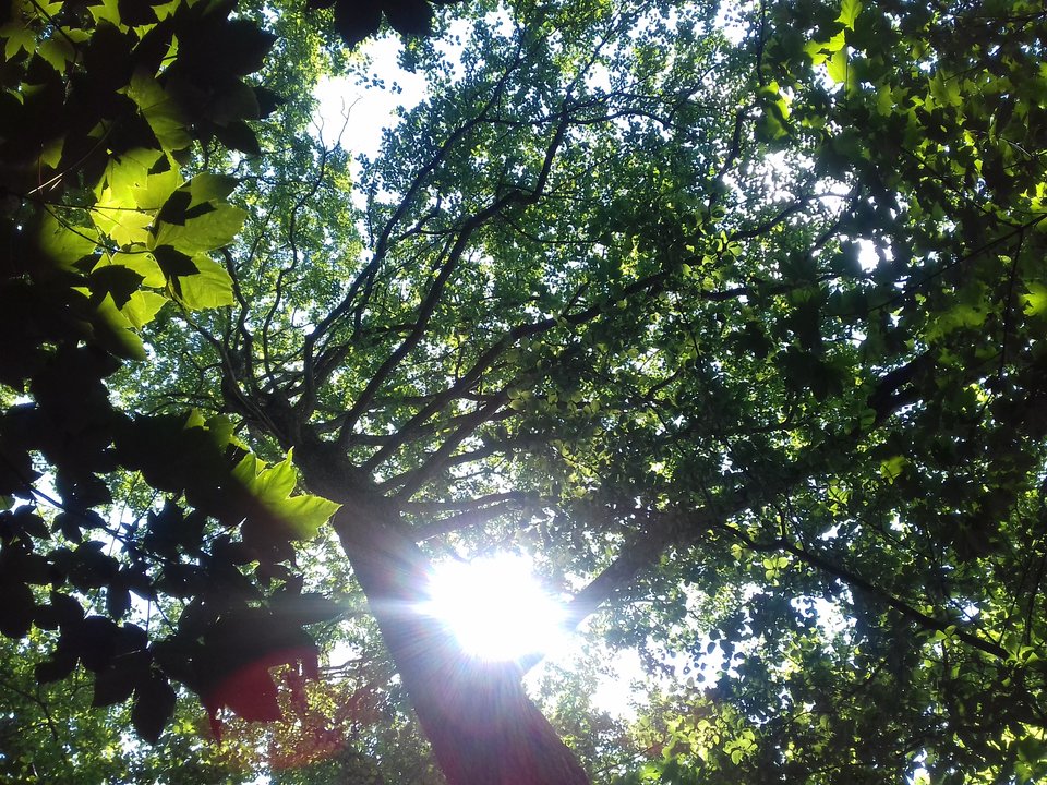 20190623_143214.jpg - torii99