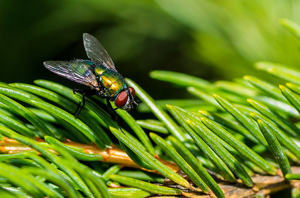 I mucha się na fotkę załapała - mystic