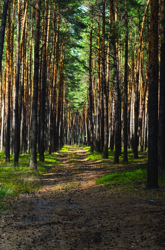Leśna droga dla ochłody - mystic