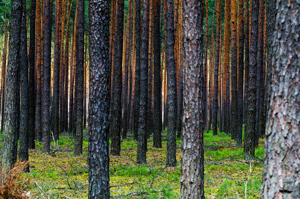Leśna boazeria - mystic