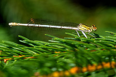 Odpoczynek po helikopterowaniu ;)