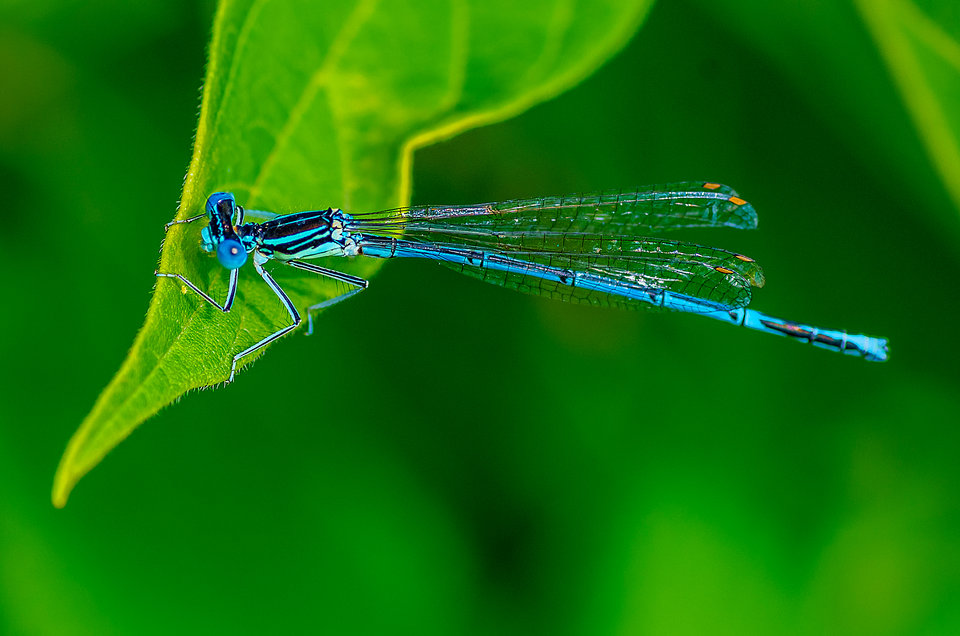 Niebieskooka - mystic