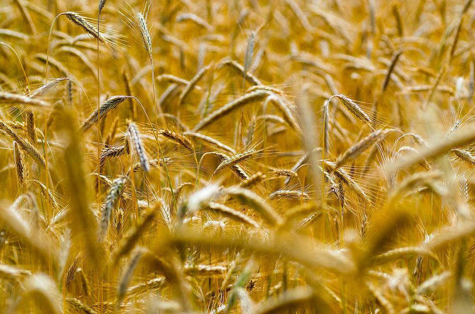 Polne złoto - mystic