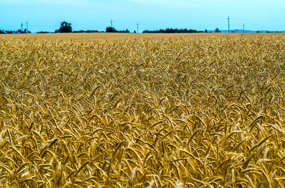 Tym razem zdjęcie zboża a nie w zbożu ;)))) - mystic