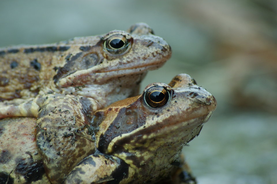 DSC05042.JPG - 1980korn