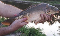 Karpik