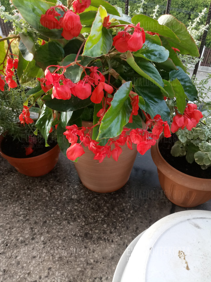 20190628_191818.jpg - ewawojtek8074