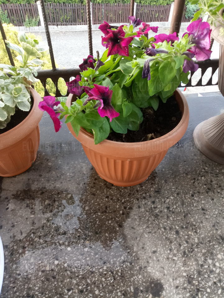 20190628_191827.jpg - ewawojtek8074