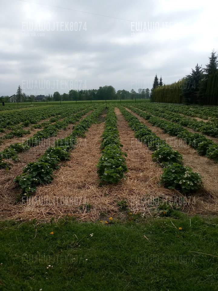 20190516_133742_Burst02.jpg - ewawojtek8074