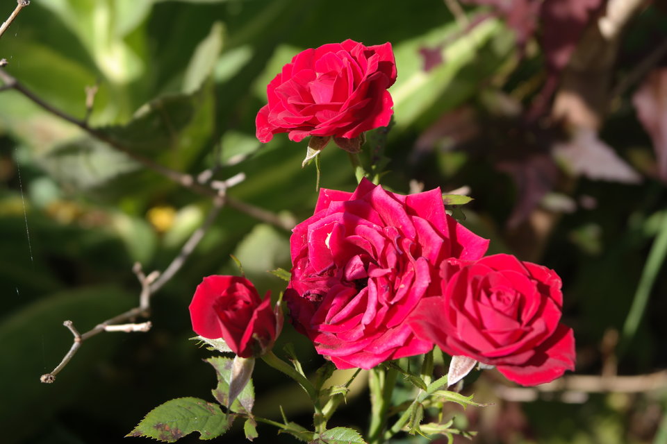 SAM_0014.JPG - marcin19701970