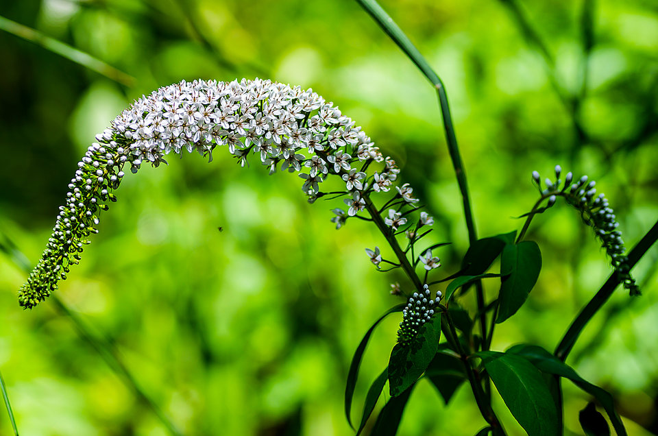 Aż go wygło od upału - mystic