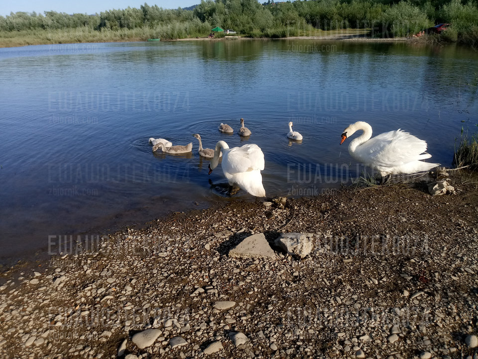 20190630_184211.jpg - ewawojtek8074