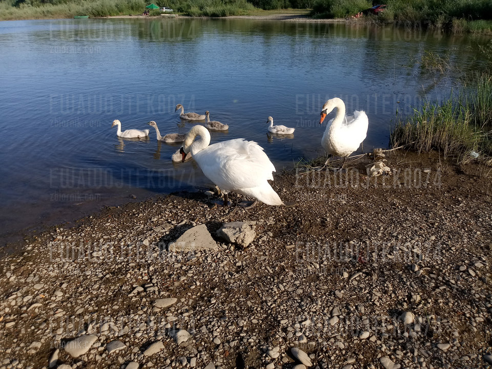 20190630_184208.jpg - ewawojtek8074