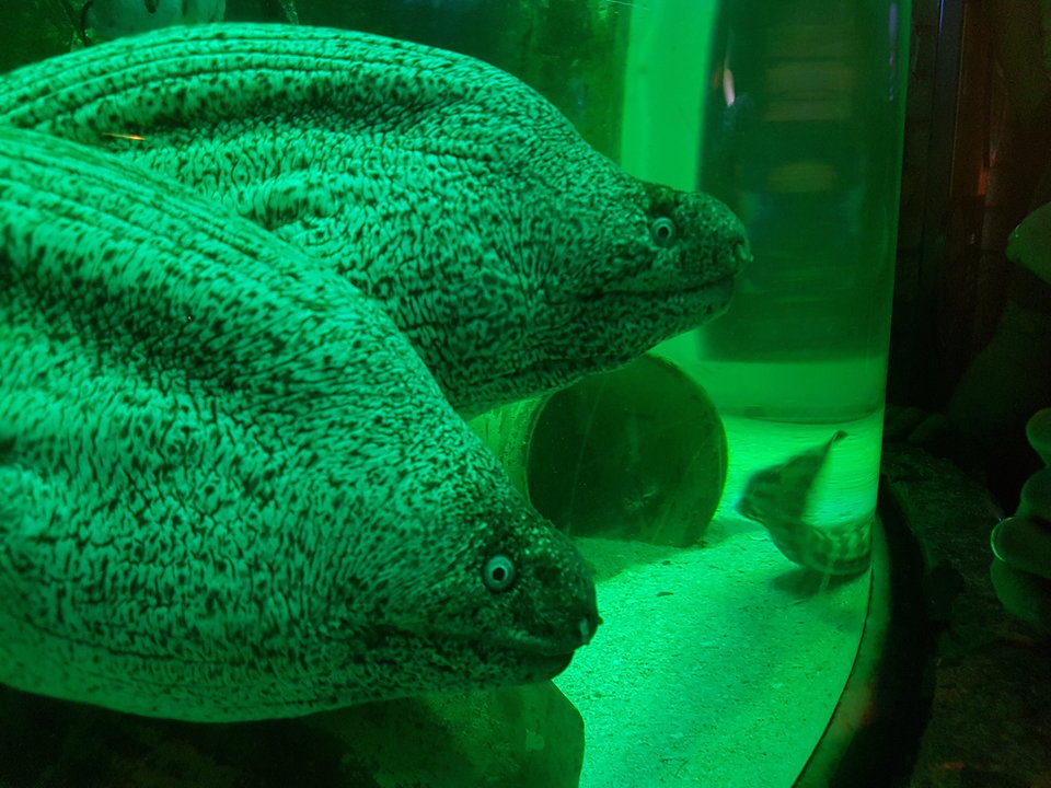 20190419_135605.jpg - PARAKRK8488