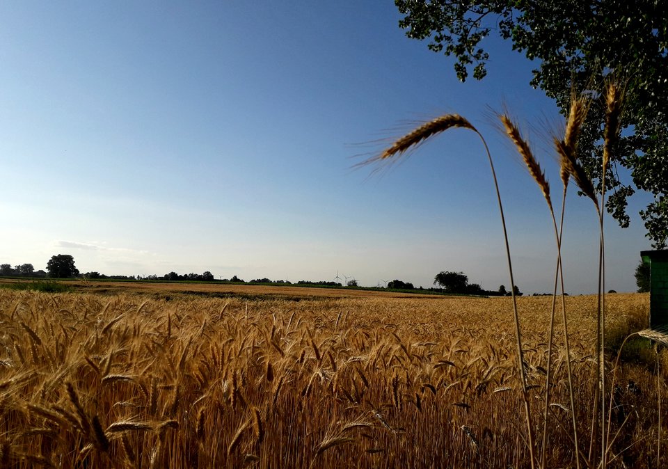 20190627_203955.jpg - Alien65