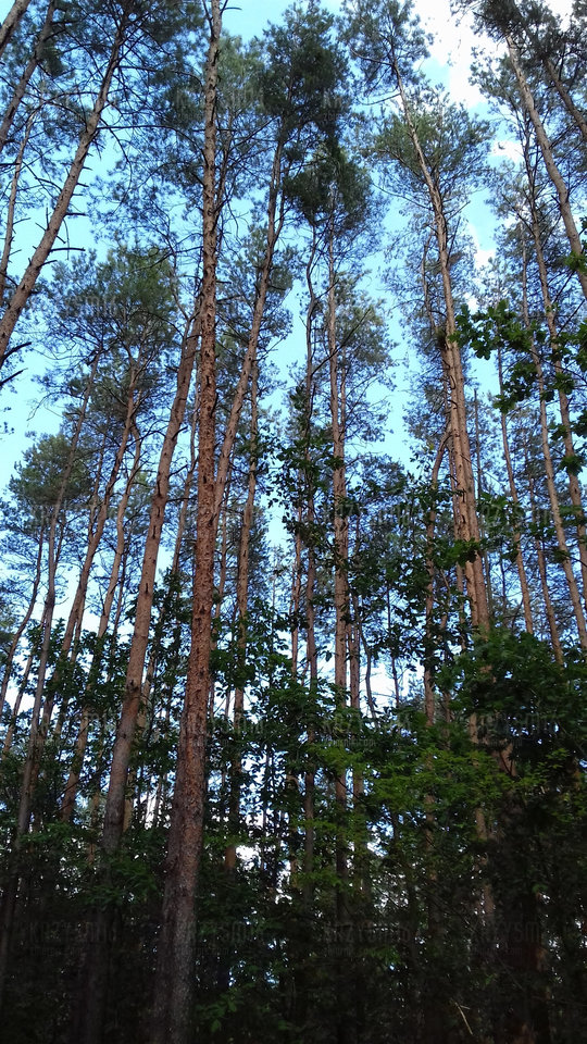 20190707_155451.jpg - krzysm16