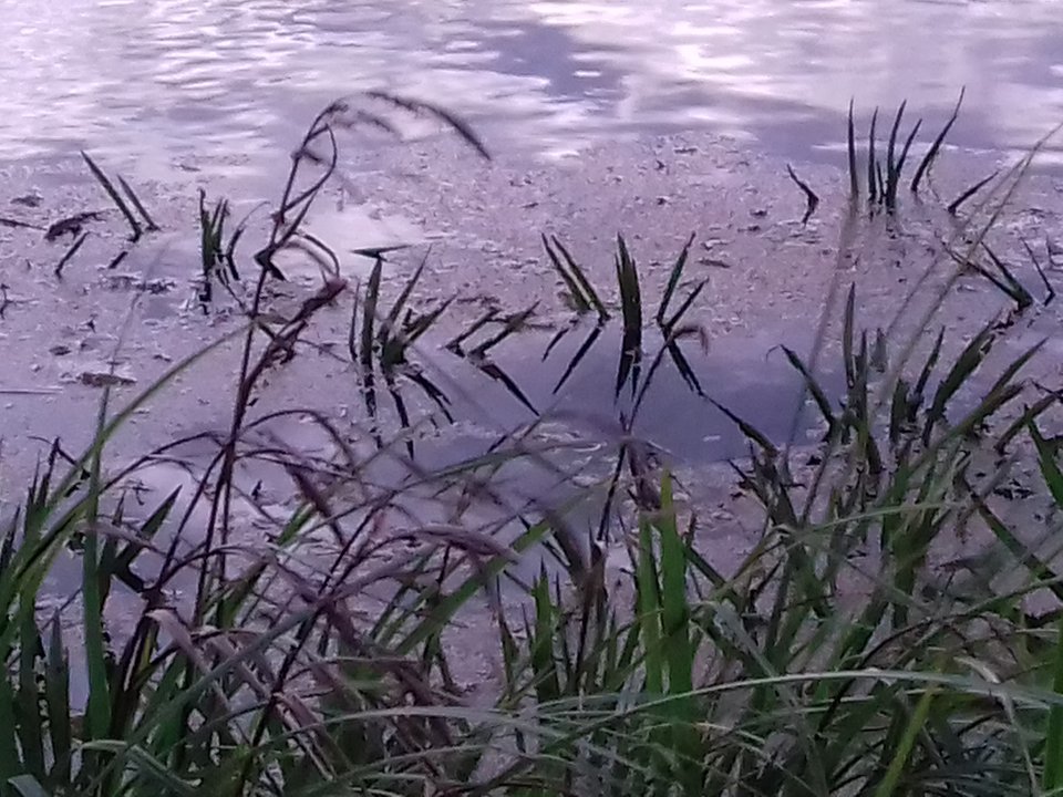 20190707_214927.jpg - torii99