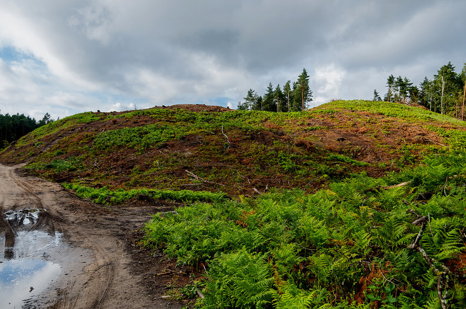To nie tornado - to przeszedł PiS - mystic