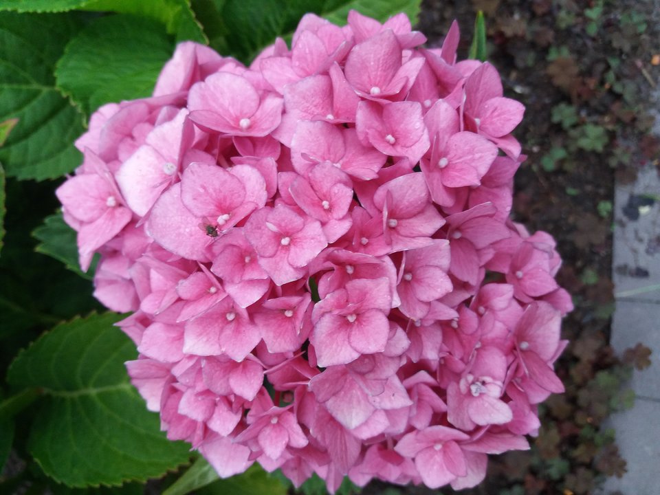 20190713_171927.jpg - koocio