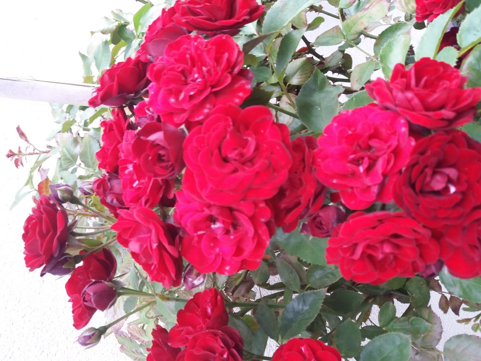 20190713_171913.jpg - koocio