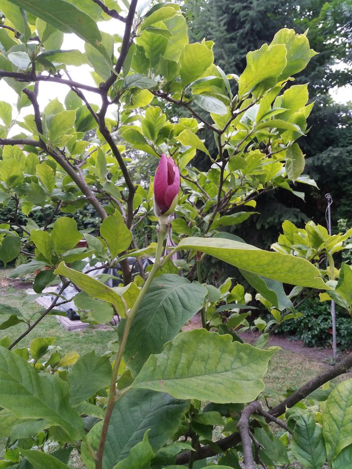 20190713_171842.jpg - koocio