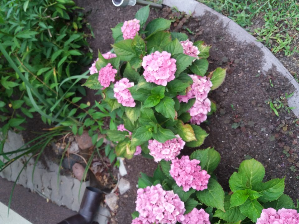 20190713_171931.jpg - koocio