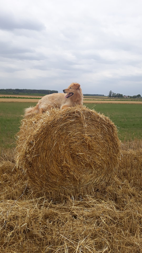 20190716_124908.jpg - daroo20011