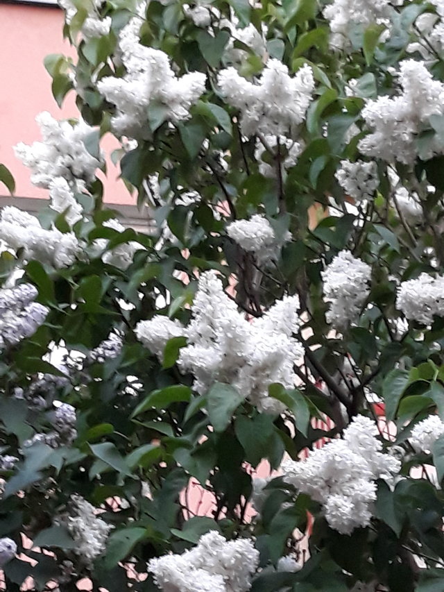 Kociusia69