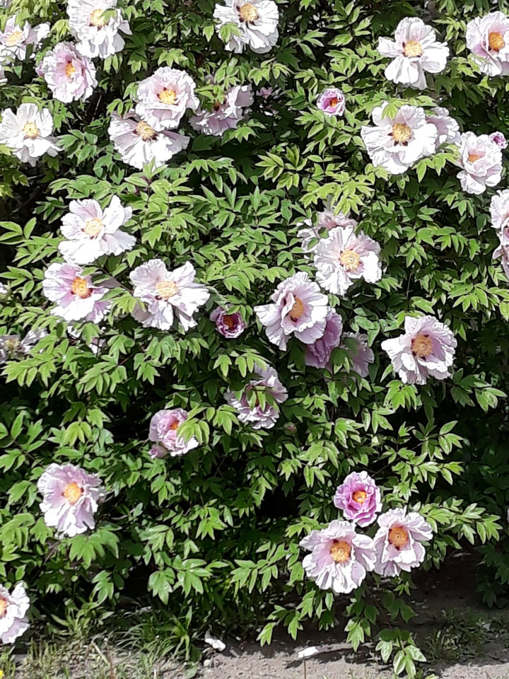 20190506_151213.jpg - Kociusia69