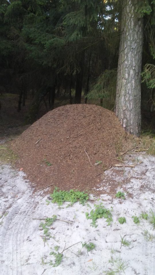 20190720_195537.jpg - parka7577