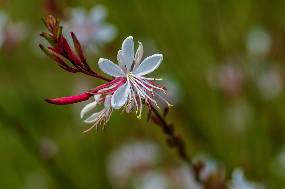 Białe w czerwonym - mystic