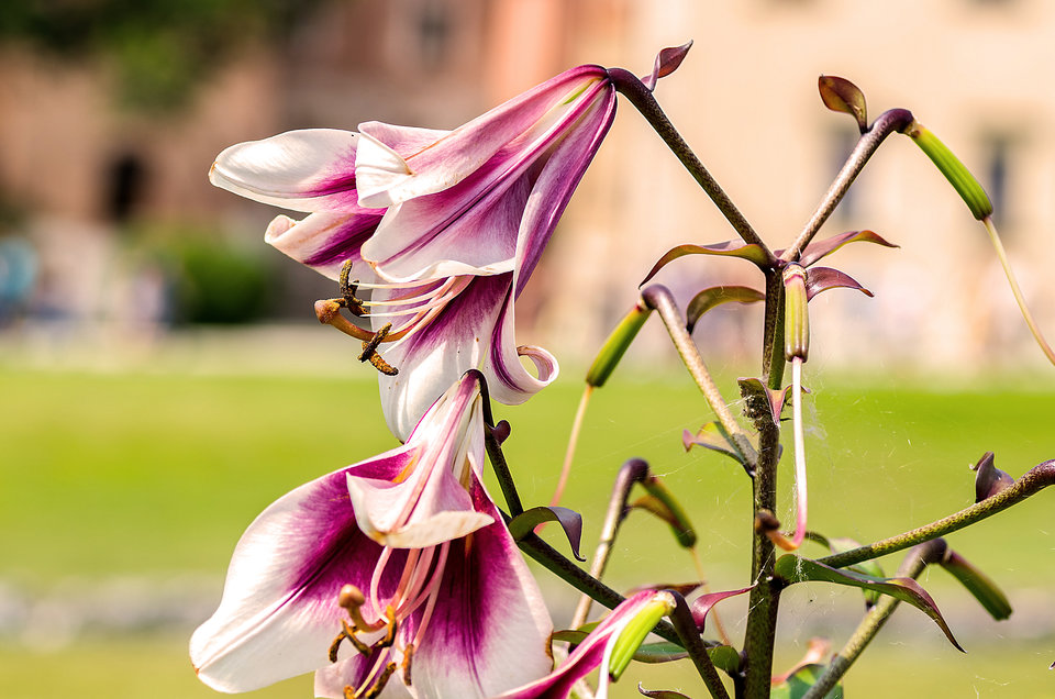 Dostojna lilia - mystic