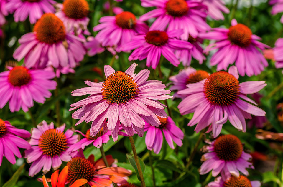 Moje ulubione - mystic